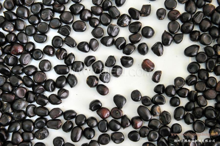 牡丹籽油榨油精煉生產(chǎn)線(圖1) 牡丹籽油榨油精煉生產(chǎn)線(圖1)